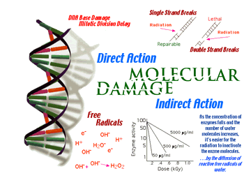 molecular damage